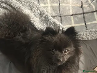 Pomeranian dogs Beautiful ** black Pomeranians - Advert 2