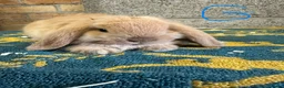 Mini Lop rabbits for sale: Mini Lop Rabbits For Sale - Advert 13