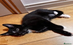 British Shorthair cats for sale: Male Tuxedo - Image 3