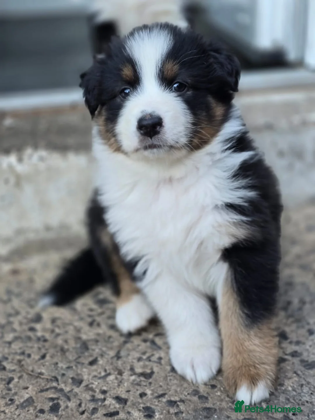Australian Shepherd dogs for sale: Australian Shepherd  - Advert 2