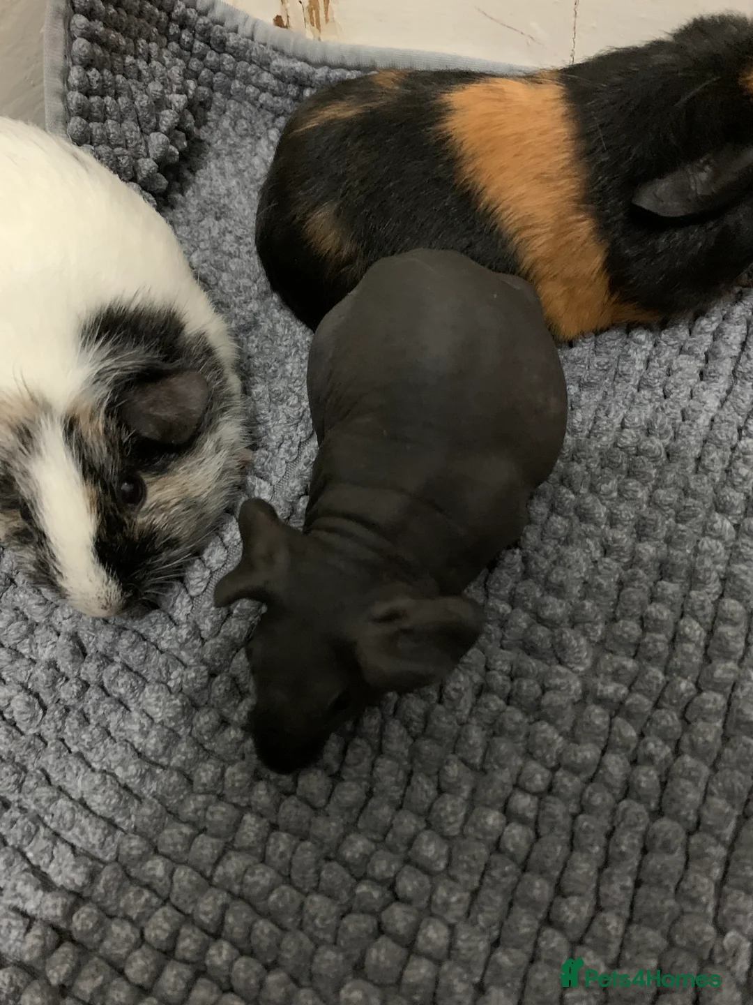 Guinea Pig rodents for sale: Skinny Pigs and Skinny Carriers - Advert 2