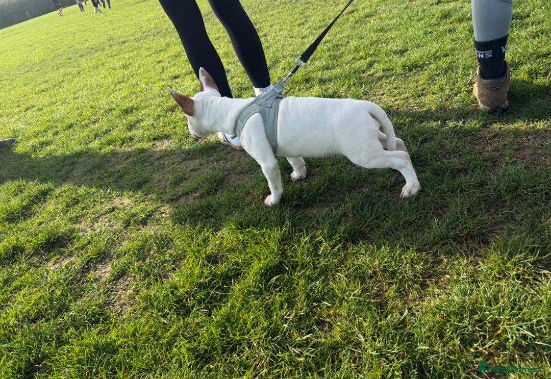 Miniature Bull terrier dogs for sale: Miniature Bull Terrier for sale  - Advert 1