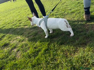 Miniature Bull terrier dogs Miniature Bull Terrier for sale - Advert 1