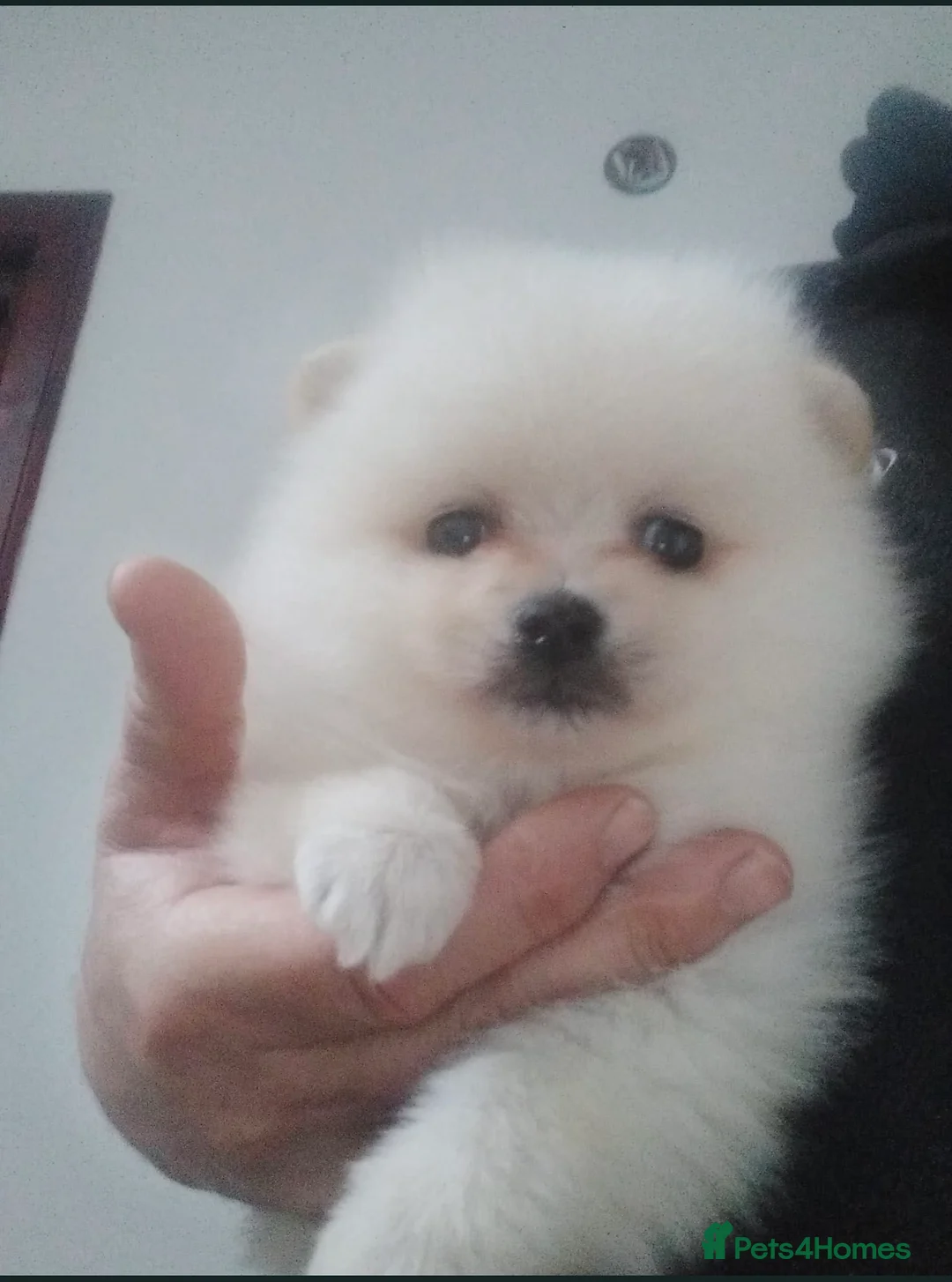 Pomeranian dogs for sale: Pomeranian  in Northampton - Advert 1