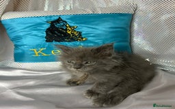 Maine Coon cats for sale: Beautiful GCCF reg Mainecoon kittens available  - Image 21