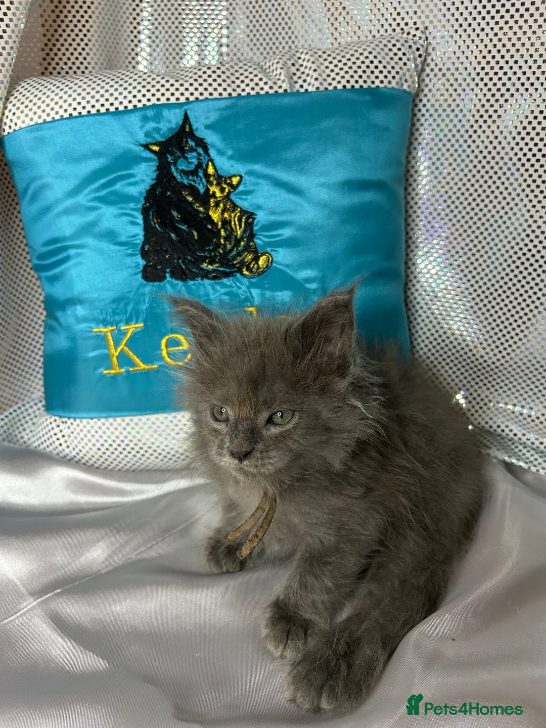Maine Coon cats for sale: Beautiful GCCF reg Mainecoon kittens available  - Image 21