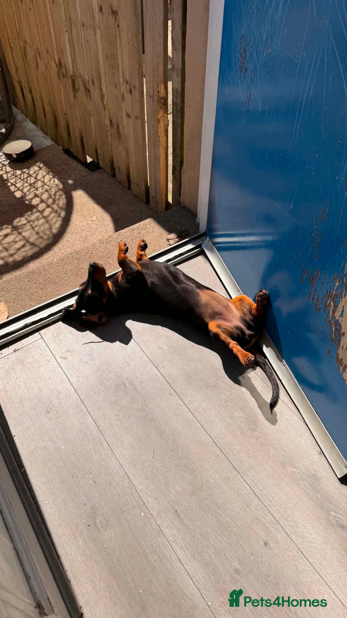 Miniature Dachshund dogs Older puppy  - Advert 1