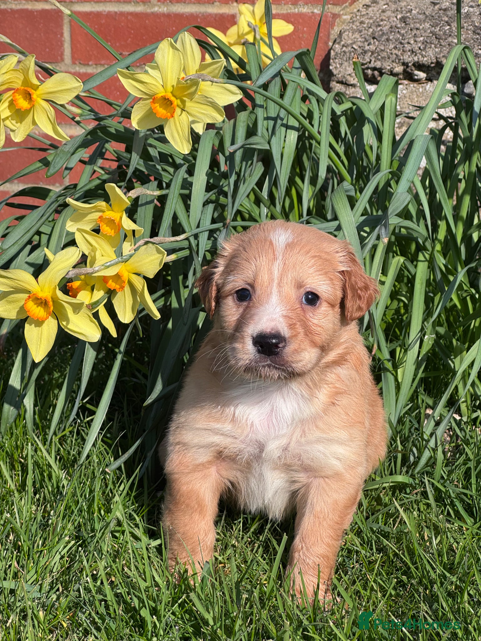 Mixed Breed dogs Lovely 3/4 Cocker Spaniel Puppies for Sale  - Advert 8