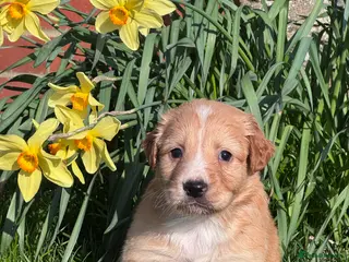 Mixed Breed dogs Lovely 3/4 Cocker Spaniel Puppies for Sale - Advert 8