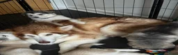 Alaskan Malamute dogs for sale: Alaskian malamute puppies  - Advert 6