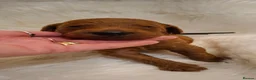 Standard Poodle dogs for sale: Fully Health Tested St Poodle Puppies  - Advert 5