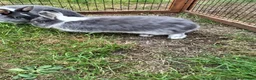 Netherland Dwarf rabbits for sale: Young female Netherlands dwarf rabbits in Weymouth - Advert 3
