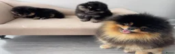 Pomeranian dogs for sale: 👑 Exclusive Rare Black & Tan Pomeranians 👑 - Advert 15