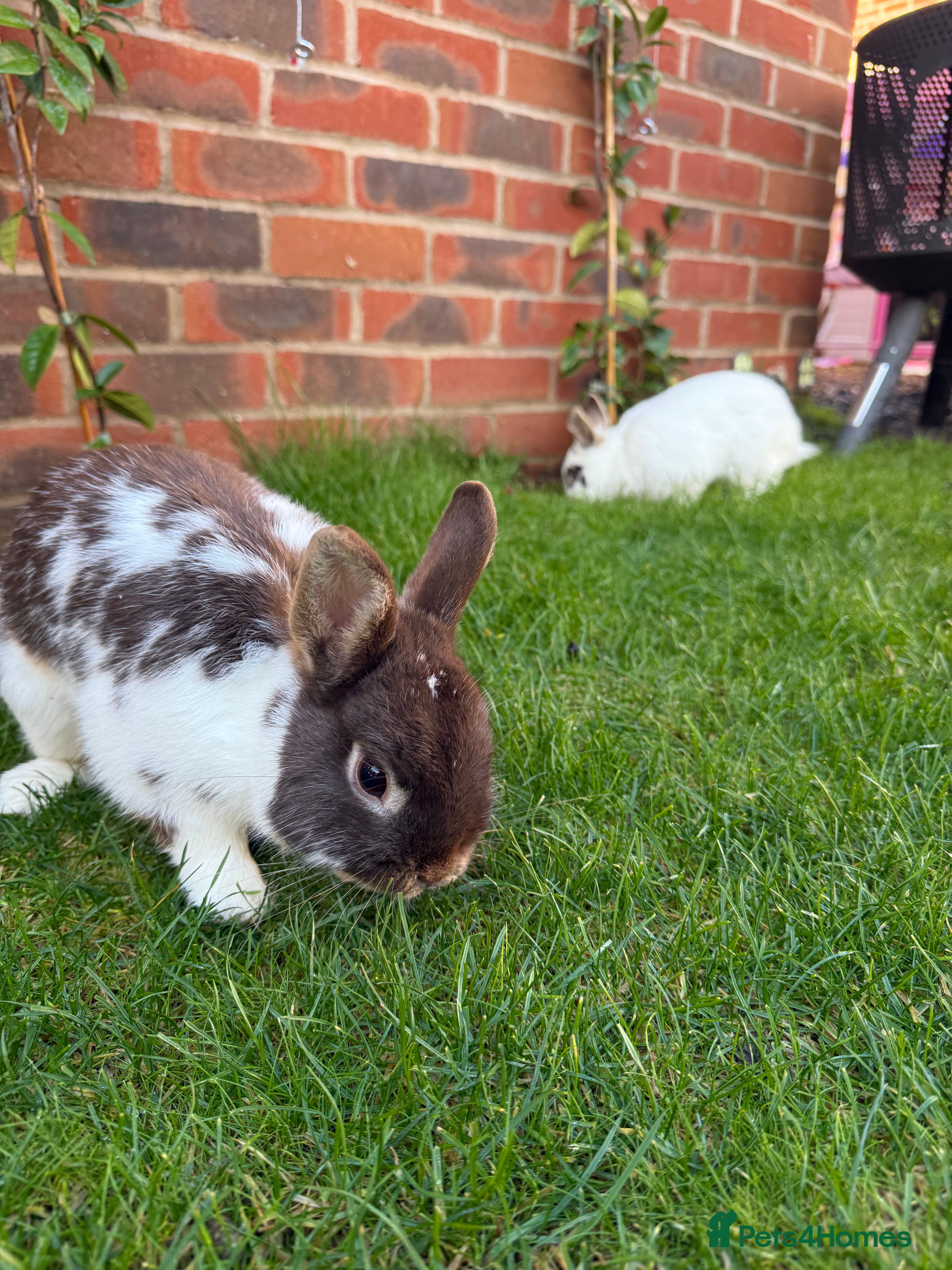 English rabbits 2 x Rabbits - Advert 16