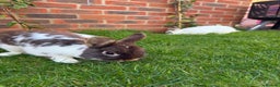 English rabbits for sale: 2 x Rabbits - Advert 1