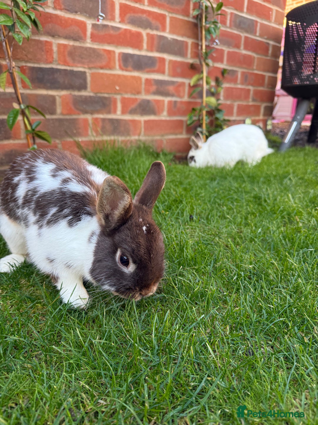 English rabbits for sale: 2 x Rabbits - Advert 1
