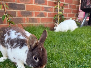 English rabbits for sale: 2 x Rabbits - Advert 1