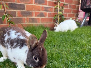 English rabbits 2 x Rabbits - Advert 3