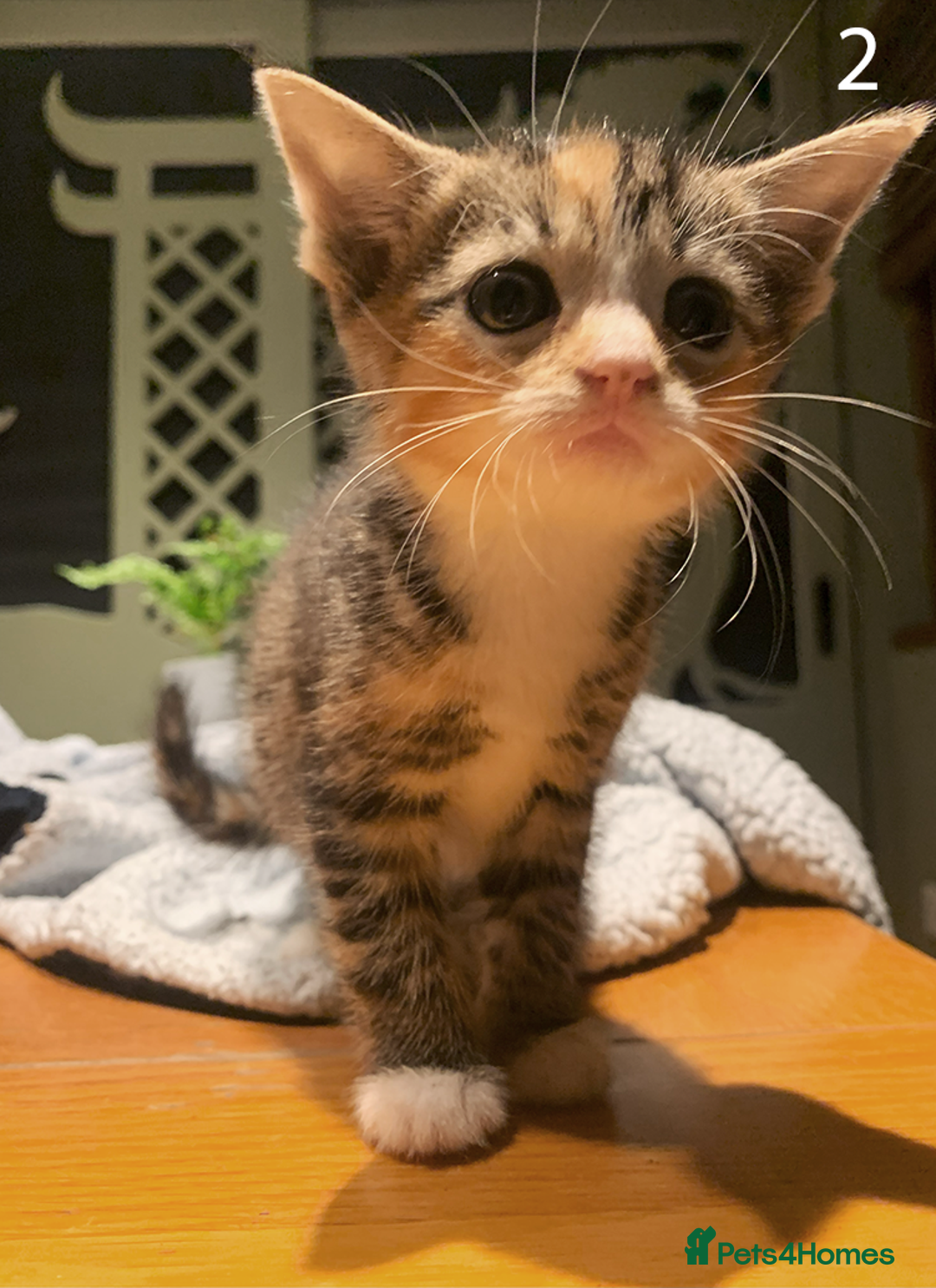 Mixed Breed cats for sale: KITTENS! Batch of cuties for sale in Basinsgtoke - Image 2