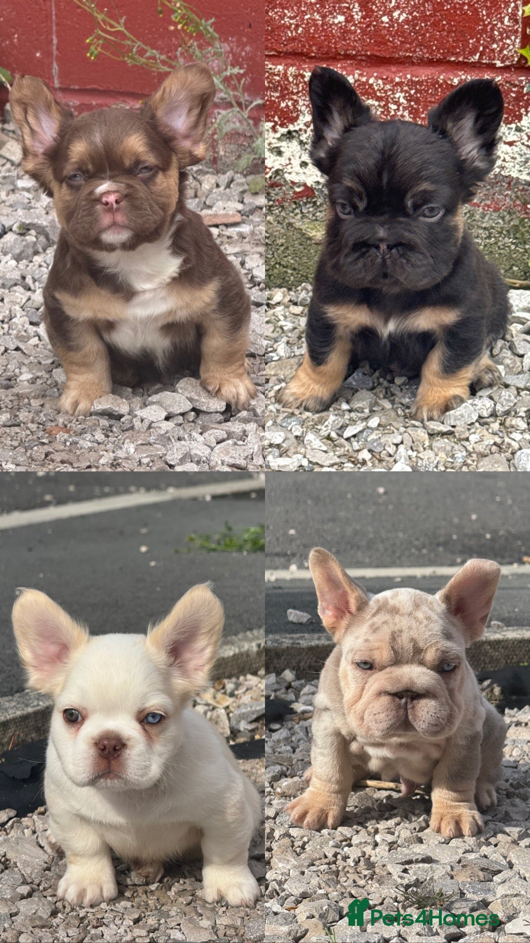 French Bulldog dogs Unique French bulldog pups READY TO LEAVE - Advert 1