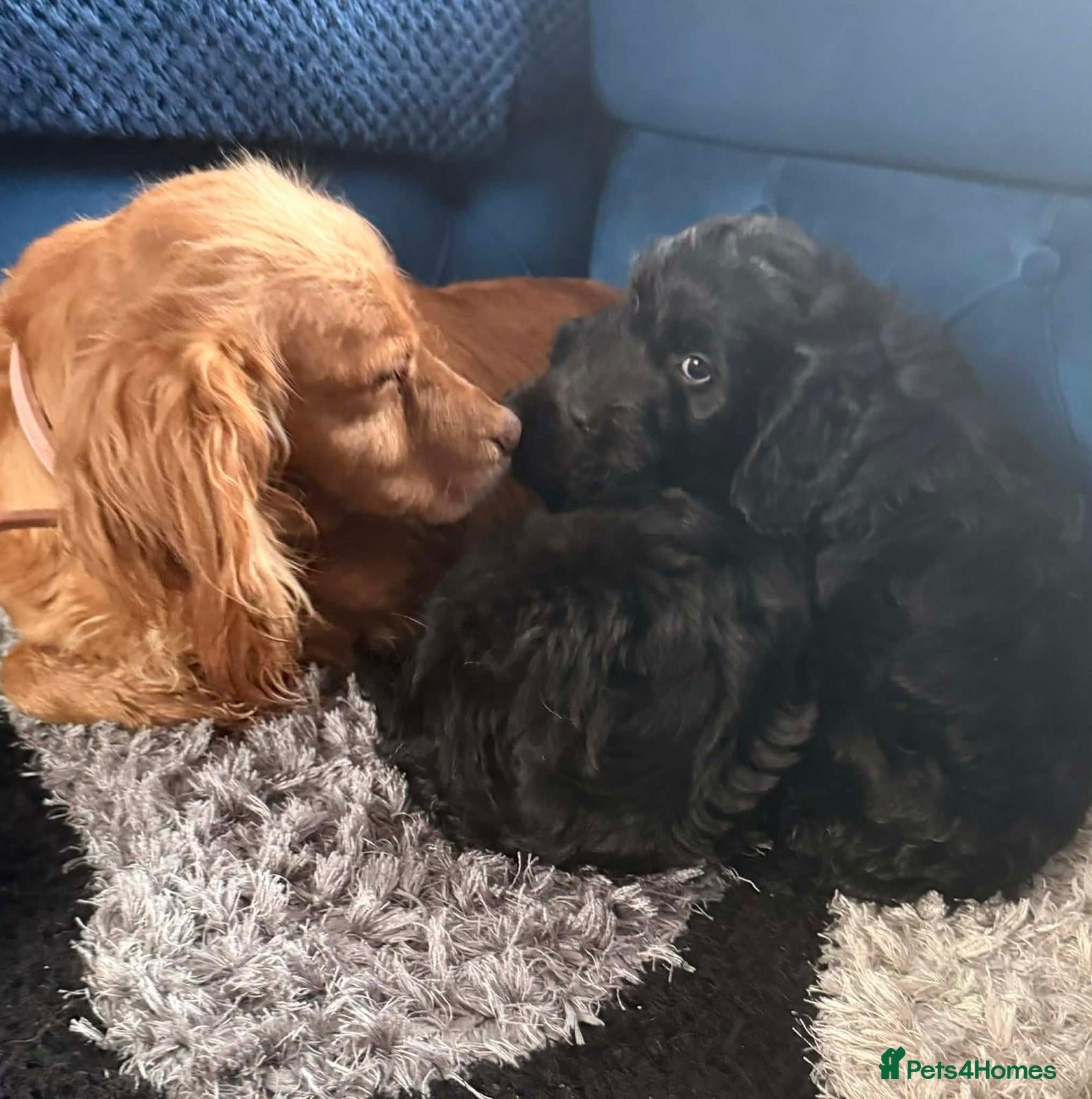 Cockapoo dogs Beautiful sister and brother available  - Advert 1