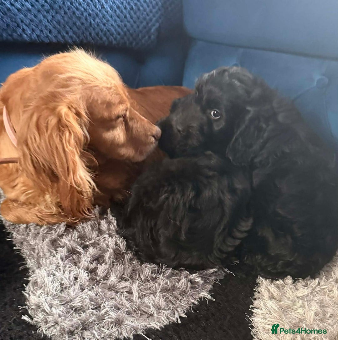 Cockapoo dogs for sale: Beautiful sister and brother available  - Advert 1