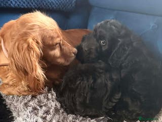 Cockapoo dogs Beautiful sister and brother available - Advert 3
