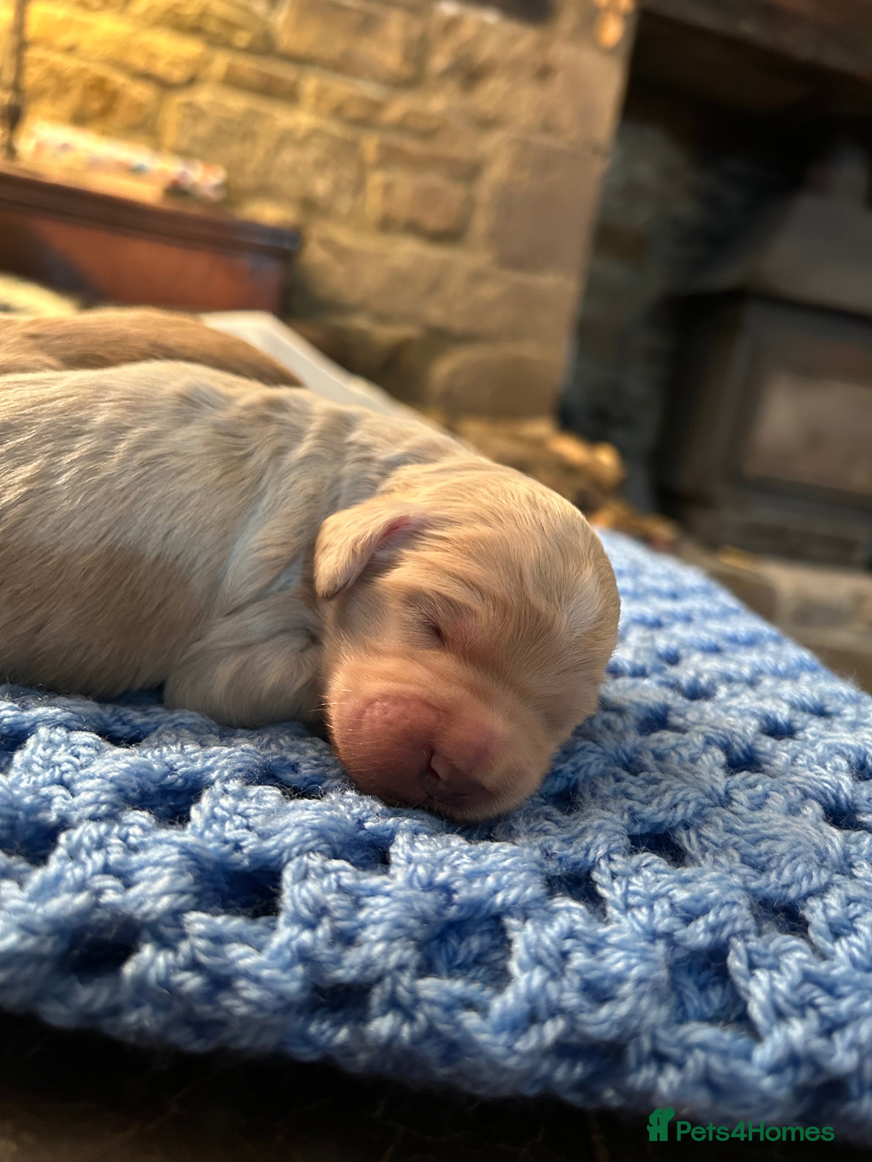 Mixed Breed dogs MINATURE GOLDENDOODLES EXTENSIVELY HEALTH TESTED - Advert 6