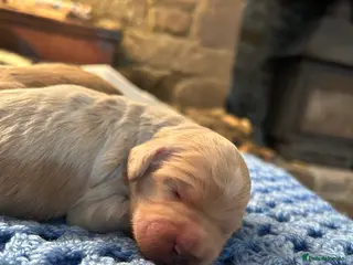 Mixed Breed dogs MINATURE GOLDENDOODLES EXTENSIVELY HEALTH TESTED - Advert 6