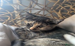 Bengal cats for sale: Bengal / Norwegian Forest Kittens Boy & Girl!  - Image 6
