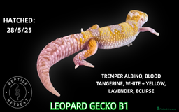 Leopard Gecko reptiles for sale: BABY LEOPARD GECKOS!! - Image 9