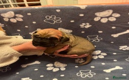 Great Dane dogs for sale: Great Dane puppy’s  - Image 3