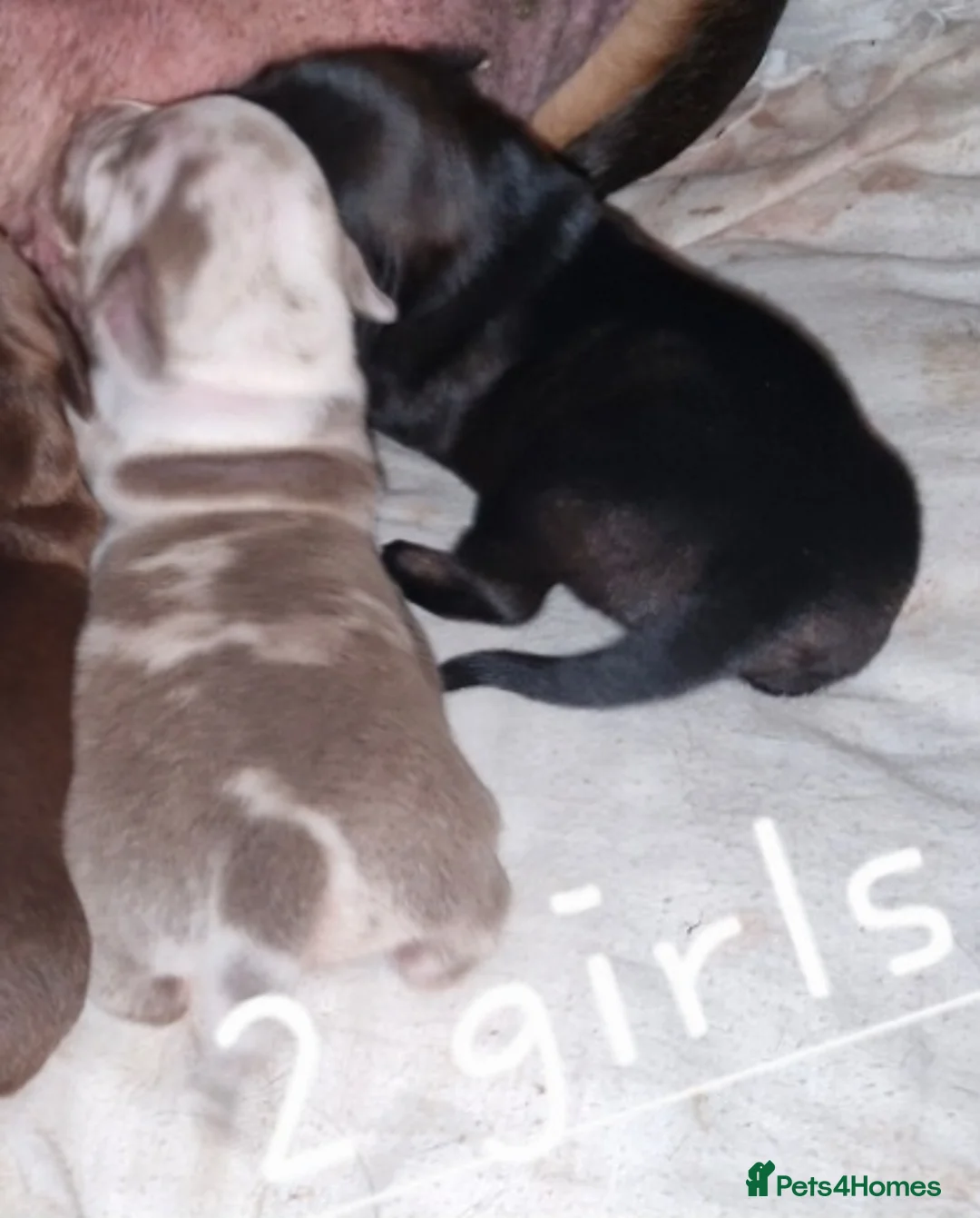 Dachshund dogs for sale: Miniature dauchshound  - Advert 2