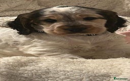 Cocker Spaniel dogs for sale: Show Cocker Spaniel Puppy - Advert 9