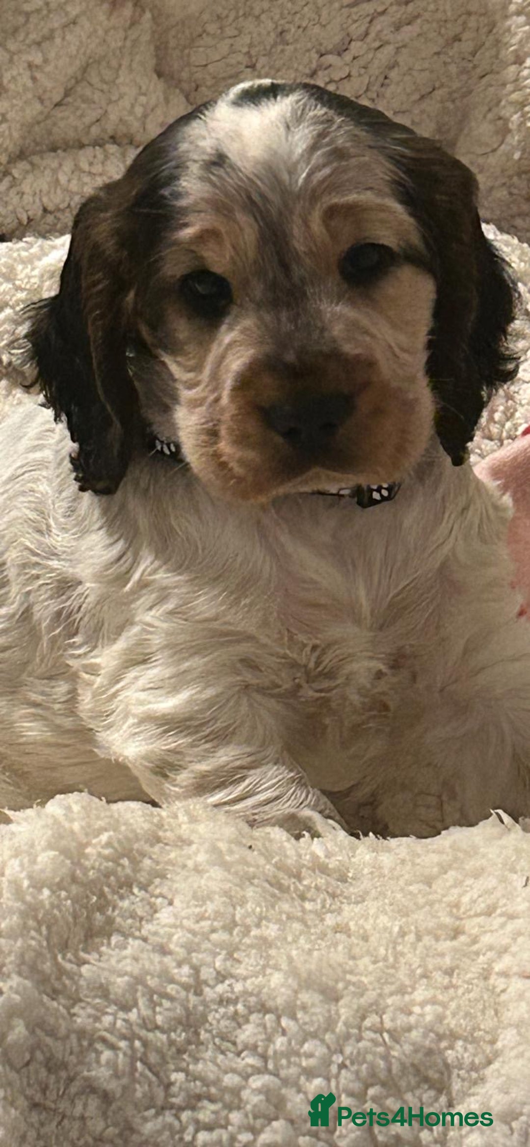 Cocker Spaniel dogs for sale: Show Cocker Spaniel Puppy - Advert 9