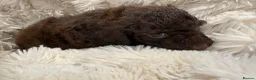 Cockapoo dogs for sale: Beautiful blue eyed cockapoo puppies in Maidstone - Advert 9