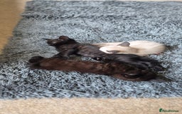 Mixed Breed cats for sale: 2 black male, 1 female white and brown female - Image 2