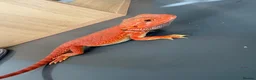 Bearded Dragon reptiles for sale: Red monster bearded dragon with full set up  - Advert 9