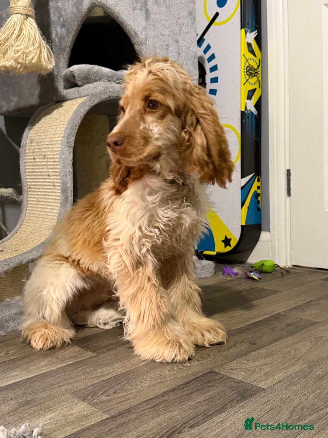 Cocker Spaniel dogs for sale: NOW RESERVED💙 - Advert 5