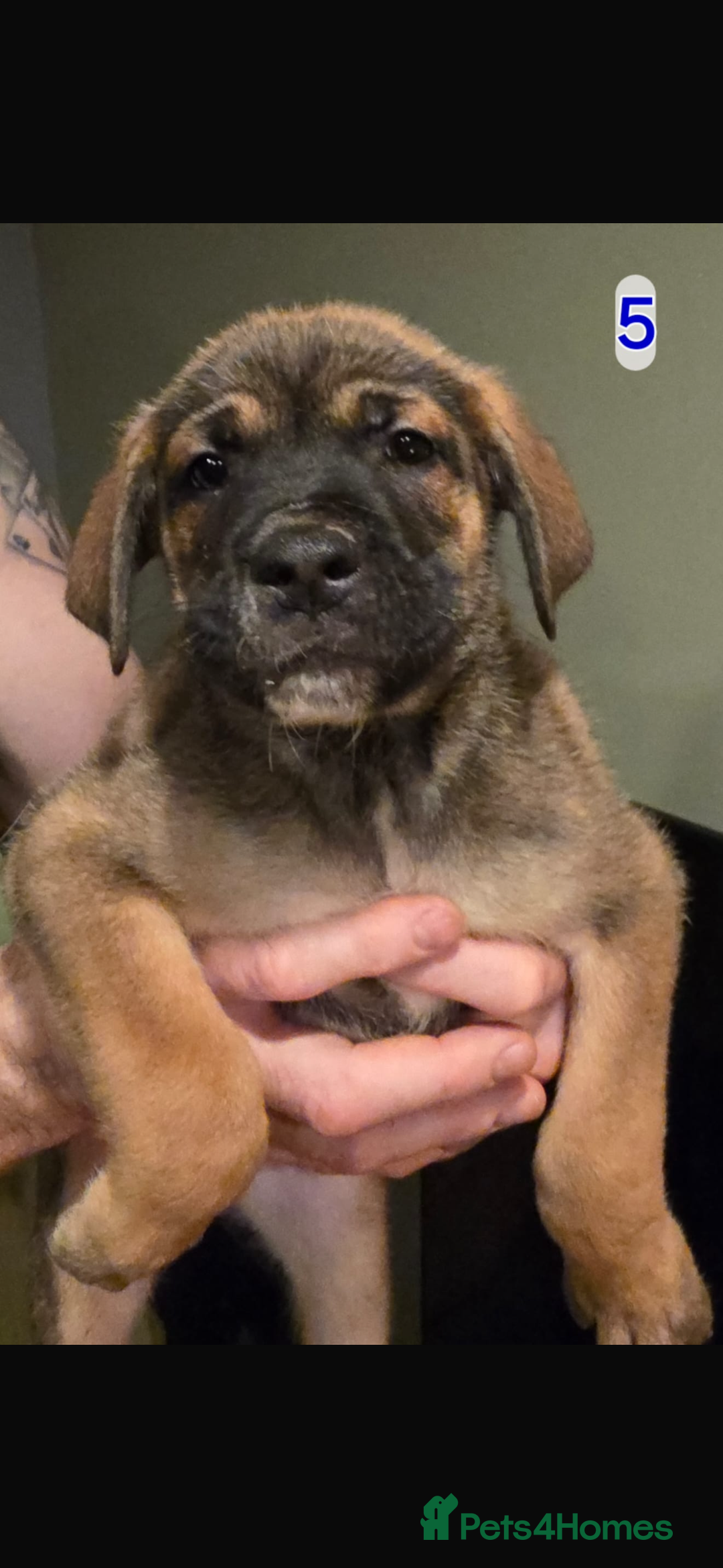 Mixed Breed dogs for sale: Cane corso X mastiff X - Advert 4