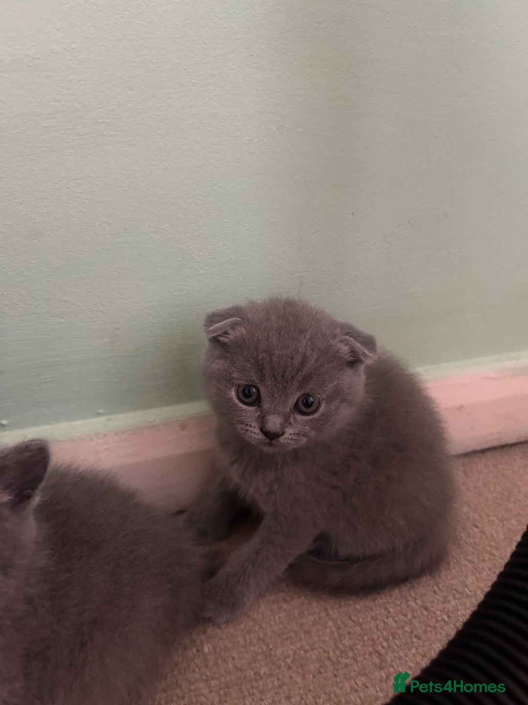 Scottish Fold cats for sale: Scottish fold/straight boys ready for reservation. - Image 3