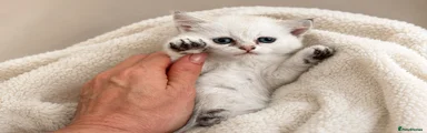 British Shorthair Kitten 4