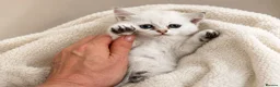 British Shorthair cats for sale: BSH GCCF reg., silver chinchilla & colour point  - Advert 6