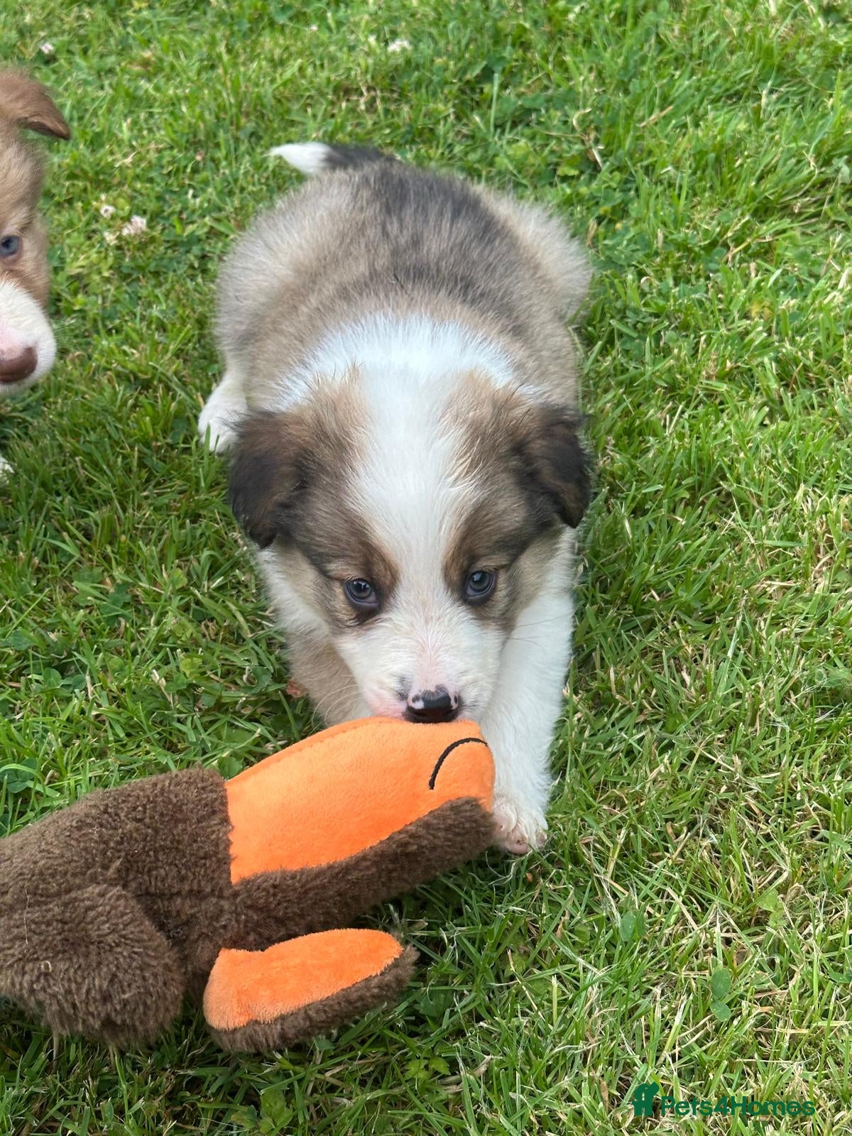 Border Collie dogs Stunning border collie pups  - Advert 2