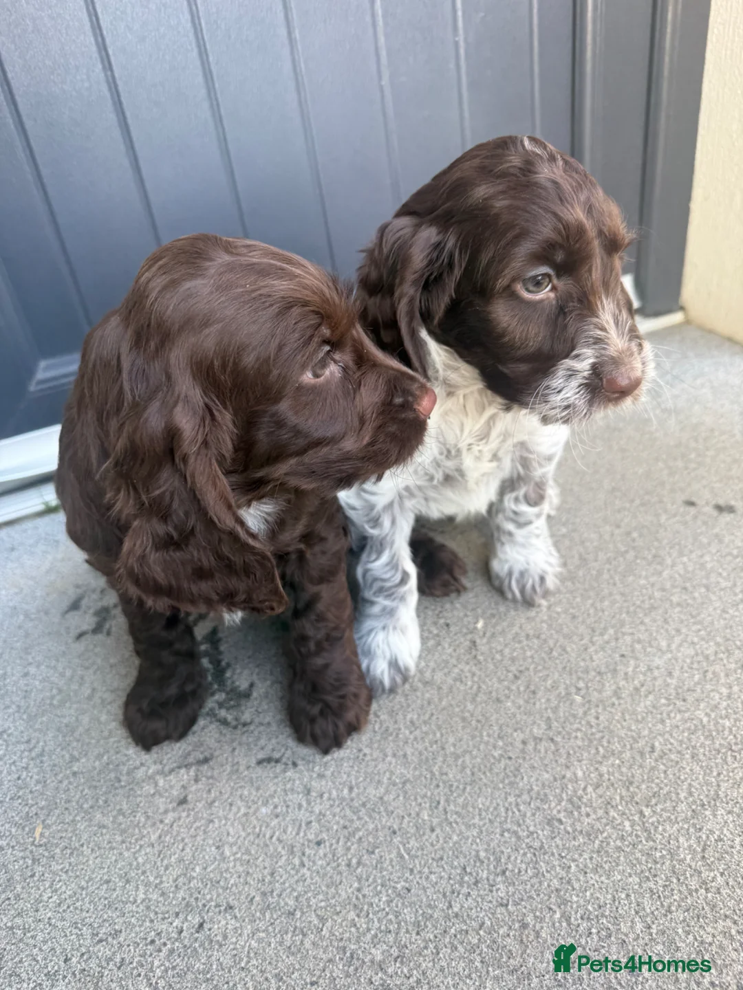 Cockapoo dogs for sale: Cockapoo puppies for sale  - Advert 2