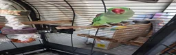 Parakeets birds for sale: Alexandrian Parakeet for sale (not tamed) in Birmingham - Advert 2