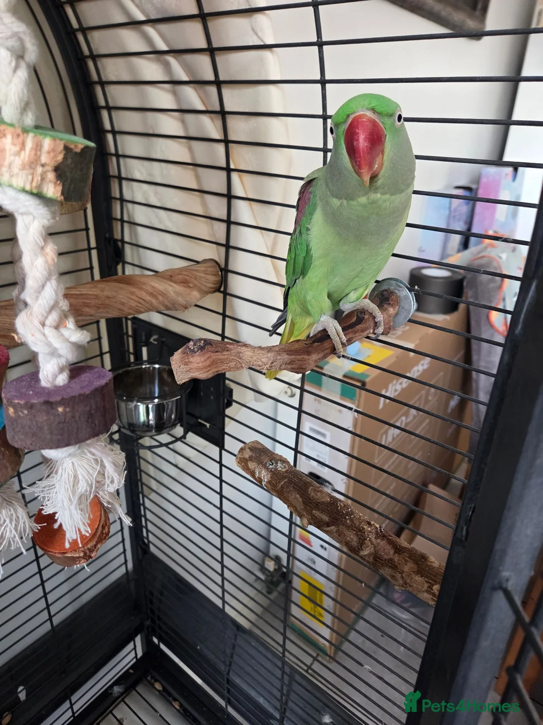 Parakeets birds for sale: Alexandrian Parakeet for sale (not tamed) in Birmingham - Advert 2