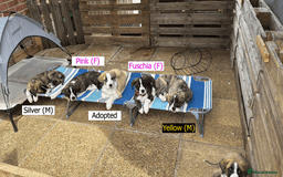 Mixed Breed dogs for adoption: Forest Gumps Litter - Image 1