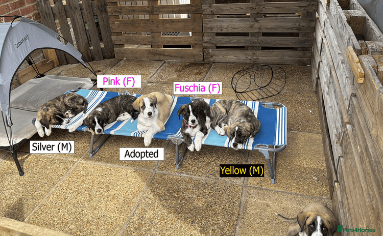 Mixed Breed dogs - Advert 6