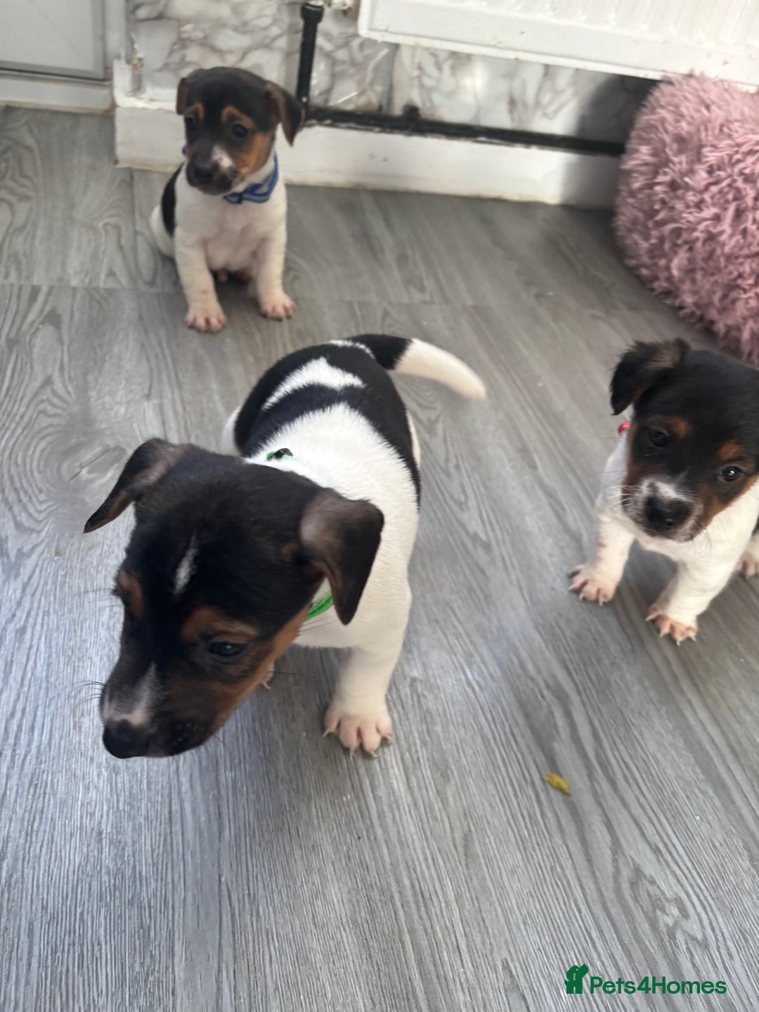 Jack Russell dogs for sale: 5 traditional Jack Russell puppys  - Advert 3